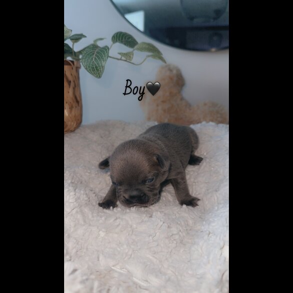 French Bulldog - Both