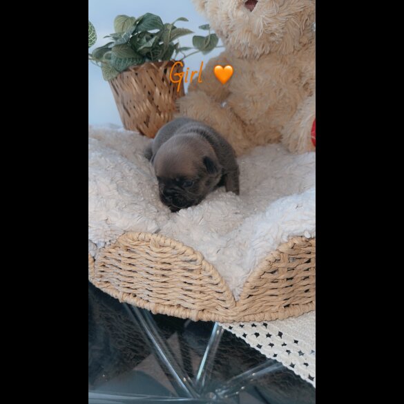 French Bulldog - Both