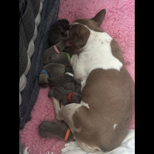 French Bulldog - Both