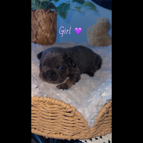 French Bulldog - Both