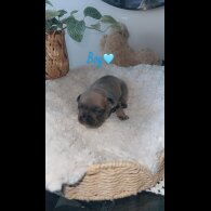 French Bulldog - Both