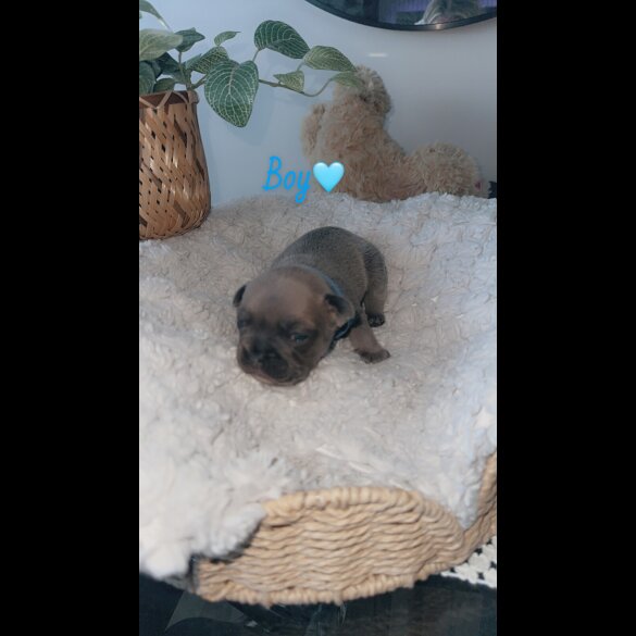 French Bulldog - Both