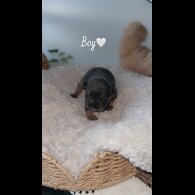 French Bulldog - Both