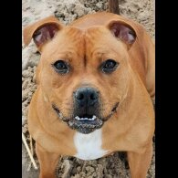 Staffordshire Bull Terrier - Both