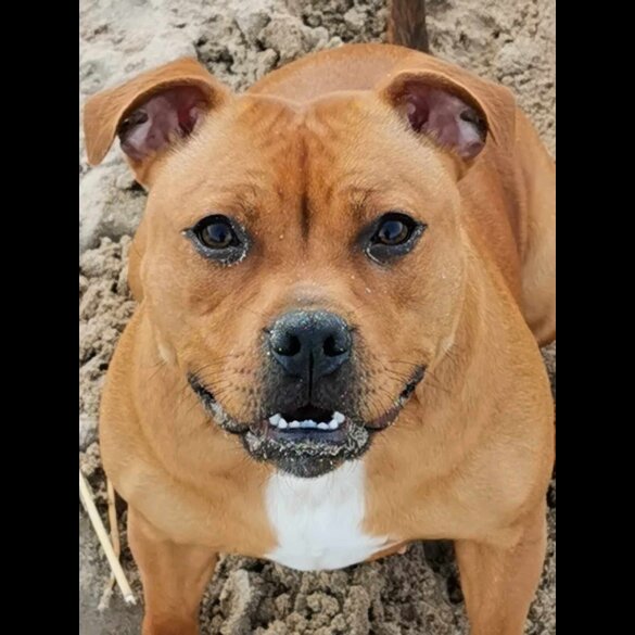 Staffordshire Bull Terrier - Both