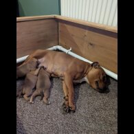 Staffordshire Bull Terrier - Both
