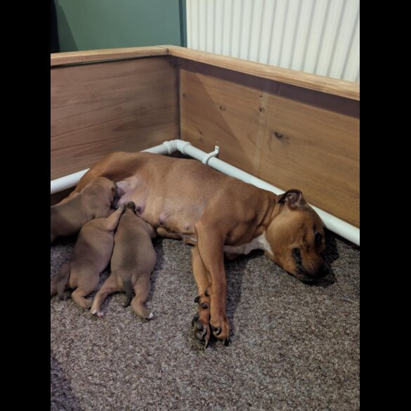 Staffordshire Bull Terrier - Both