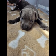 Blue Staffordshire Bull Terrier - Both