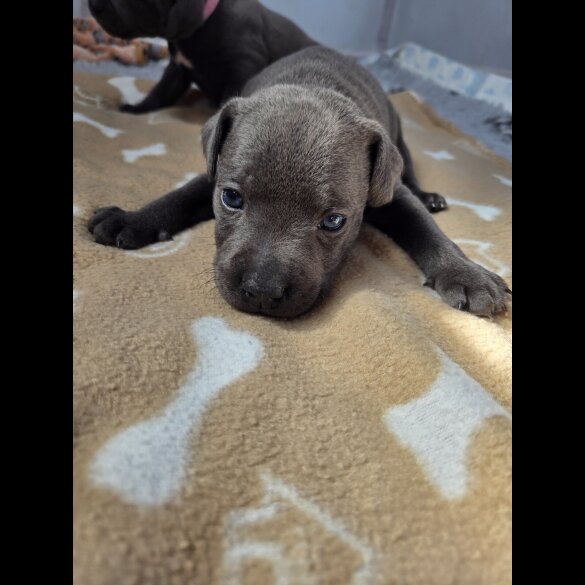 Blue Staffordshire Bull Terrier - Both