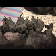 Blue Staffordshire Bull Terrier - Both