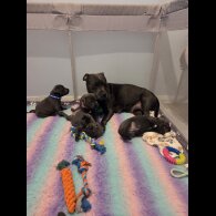 Blue Staffordshire Bull Terrier - Both
