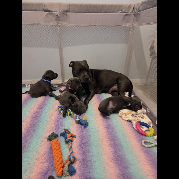 Blue Staffordshire Bull Terrier - Both