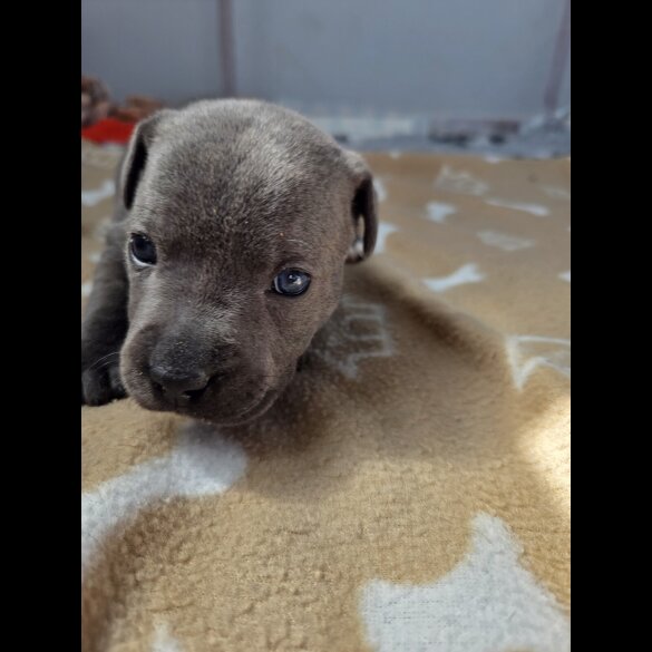 Blue Staffordshire Bull Terrier - Both