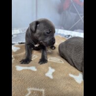 Blue Staffordshire Bull Terrier - Both