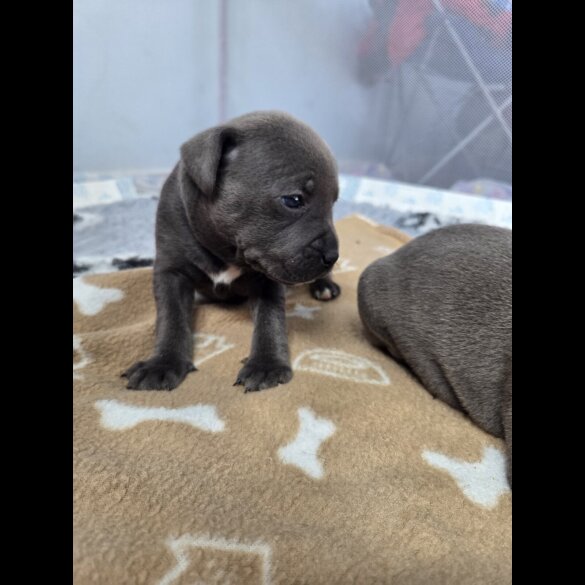 Blue Staffordshire Bull Terrier - Both
