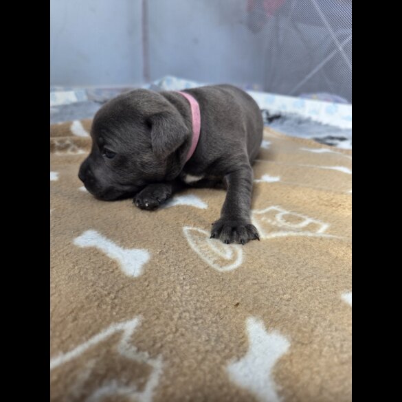 Blue Staffordshire Bull Terrier - Both