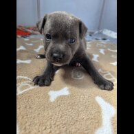 Blue Staffordshire Bull Terrier - Both