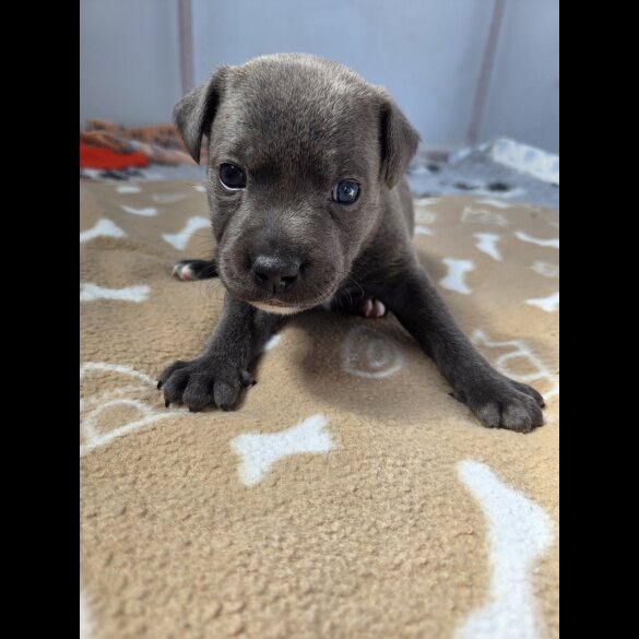 Blue Staffordshire Bull Terrier - Both
