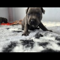 Blue Staffordshire Bull Terrier - Both