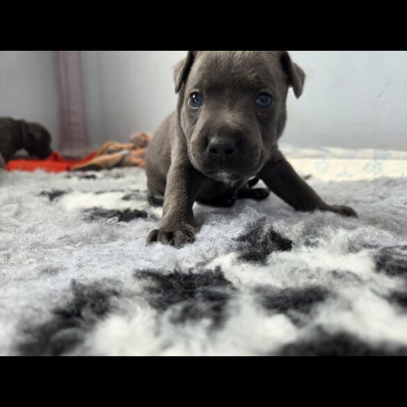 Blue Staffordshire Bull Terrier - Both