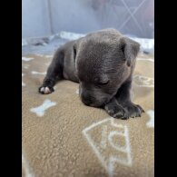 Blue Staffordshire Bull Terrier - Both