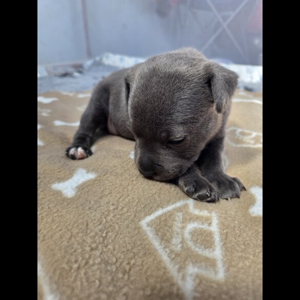 Blue Staffordshire Bull Terrier - Both