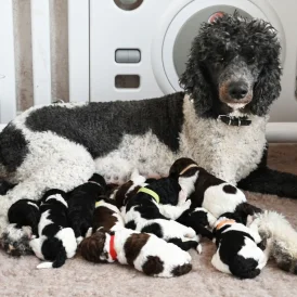 Poodle - Both