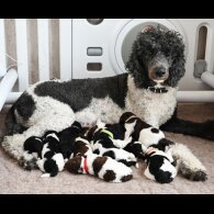 Poodle - Both