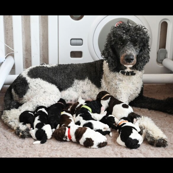 Poodle - Both