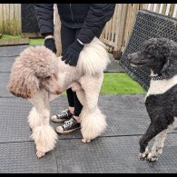 Poodle - Both