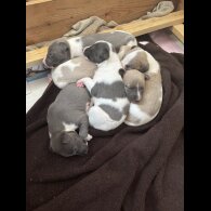 Whippet - Both