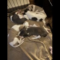 Whippet - Both