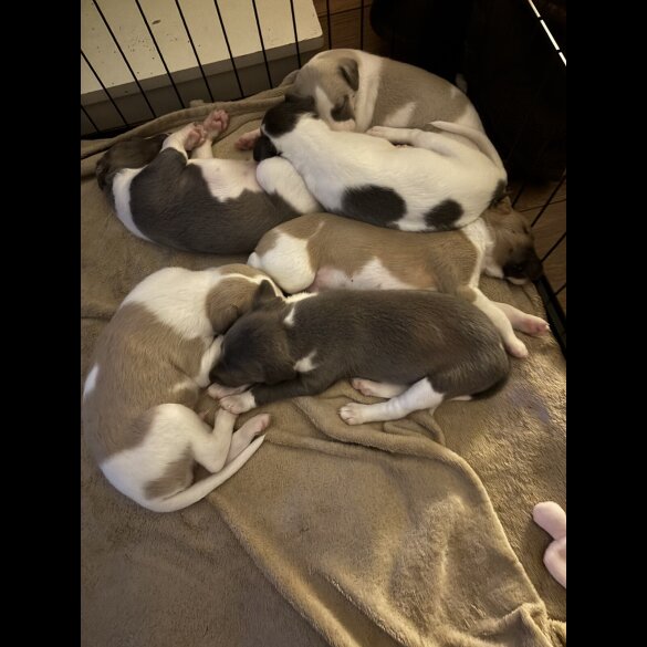 Whippet - Both