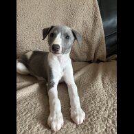 Whippet - Both