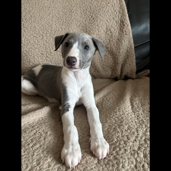 Whippet - Both