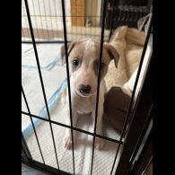 Whippet - Both