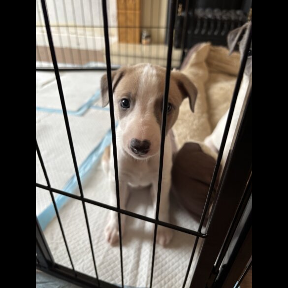 Whippet - Both