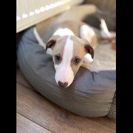 Whippet - Both