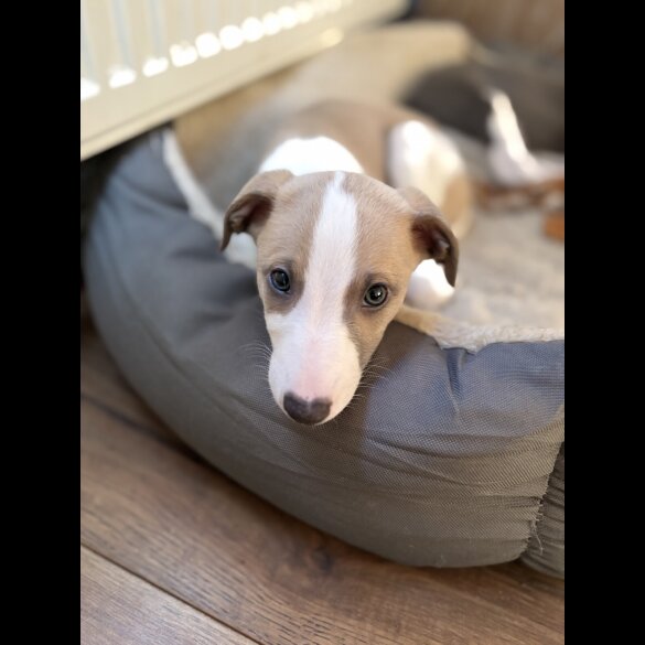 Whippet - Both