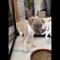 Whippet - Both
