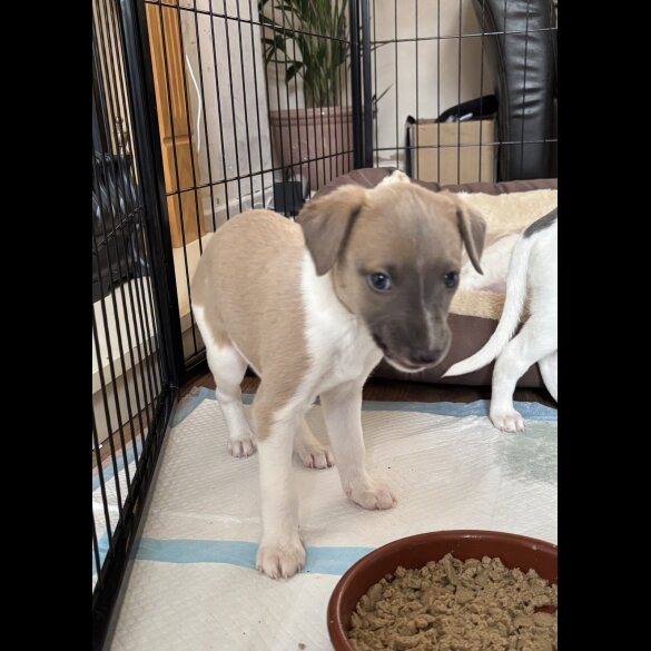 Whippet - Both