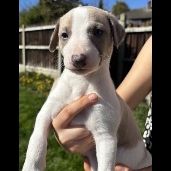 Whippet - Both