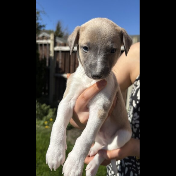 Whippet - Both