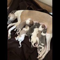 Whippet - Both