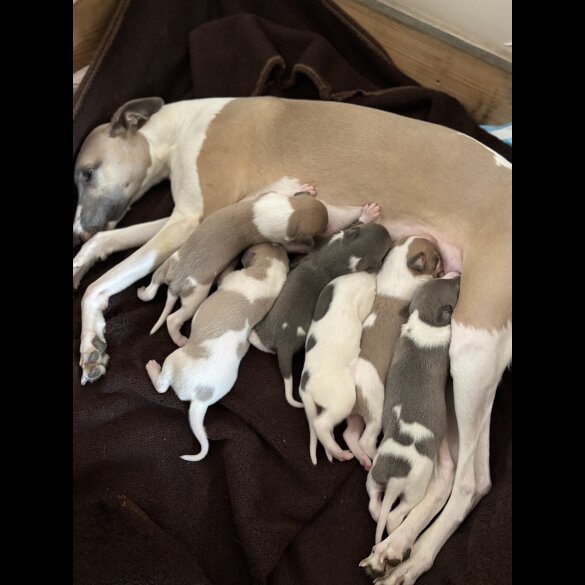 Whippet - Both