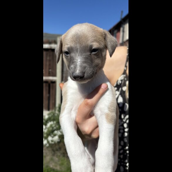 Whippet - Both