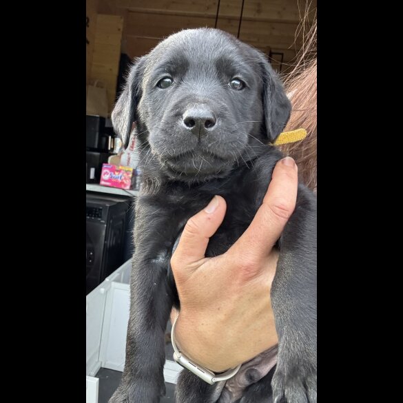 Labrador Retriever - Both