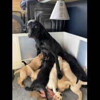 Labrador Retriever - Both