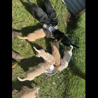 Labrador Retriever - Both