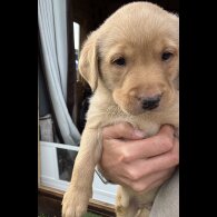 Labrador Retriever - Both
